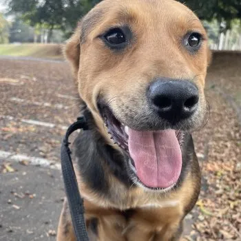 Descubra como funciona a adoção responsável no Canil da Zoonoses de Jaguariúna. Processo gratuito, entrevista de compatibilidade e animais vacinados e castrados.