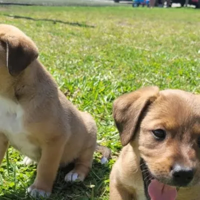 Feira de Adoção SOS Patas em Florianópolis