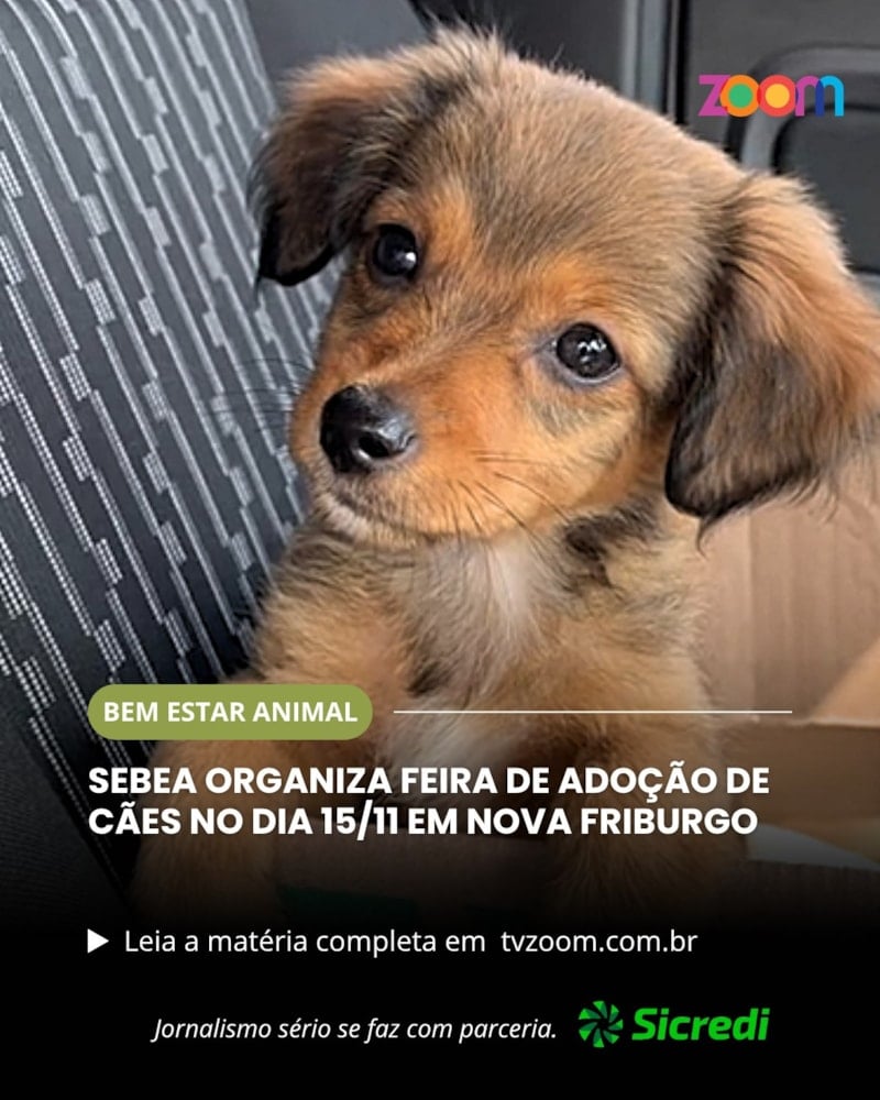 Feira de Adoção de Cães da SEBEA em Nova Friburgo