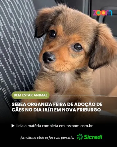 Feira de Adoção de Cães da SEBEA em Nova Friburgo