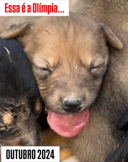 Evento de Adoção: Olíimpia Espera por Você!