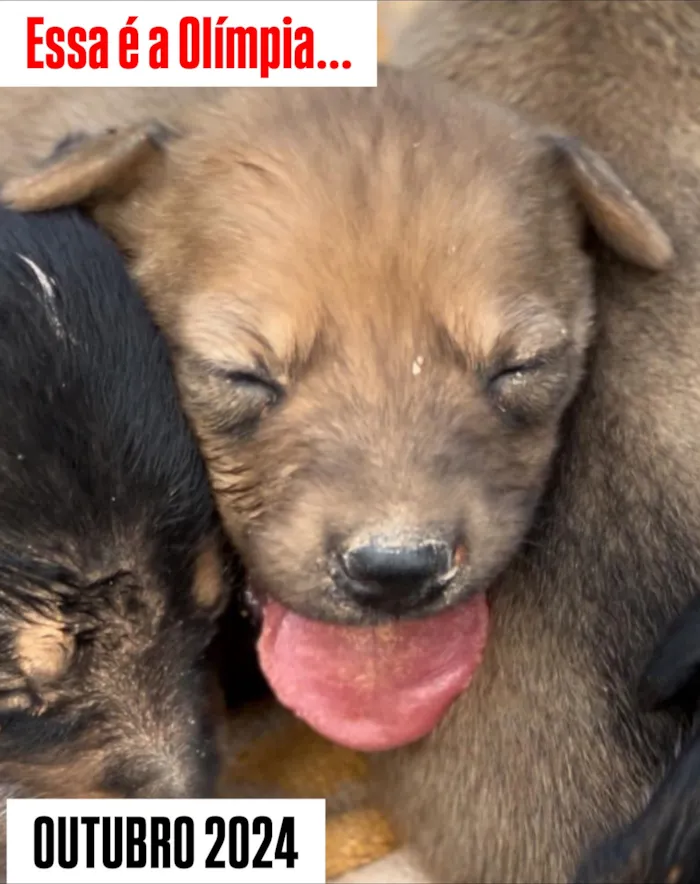 Participe do evento de adoção em Barueri no dia 19/11/2025 e ajude a Olíimpia a encontrar um lar. Saiba mais sobre o processo de adoção.