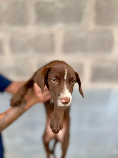 Feira de Adoção no Parque Shopping Prudente