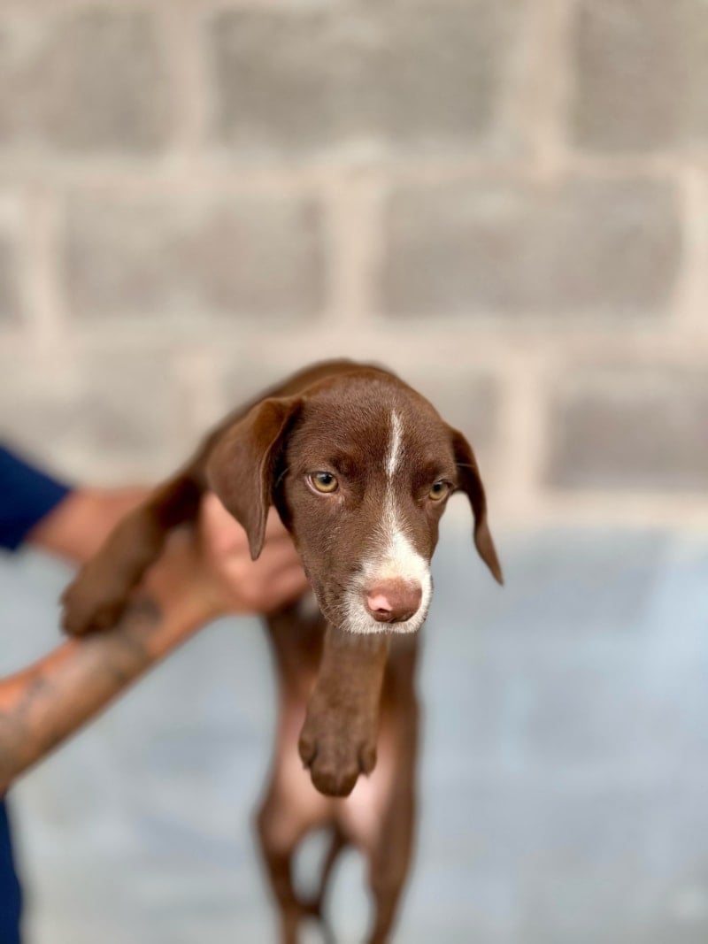 Feira de Adoção de animais no Parque Shopping Prudente neste sábado, 15 de Novembro de 2025. Encontre seu novo amigo peludo a partir das 13h no Espaço Pet.