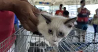 Olinda lança plataforma de "Adoção Virtual" para incentivar adoção de cães e gatos