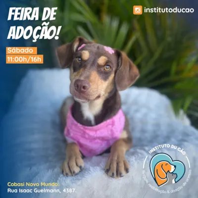 Participe da Feira de Adoção do Instituto Du Cão no sábado, 15 de Novembro, das 11h às 17h, na Cobasi Novo Mundo, em Curitiba. Encontre seu novo amigo!