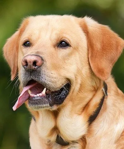 Adote um cão ou gato! Encontre seu novo amigo fiel. Veja animais disponíveis para adoção urgente em São Paulo, SP e outras cidades. Doe um pet e transforme uma vida.