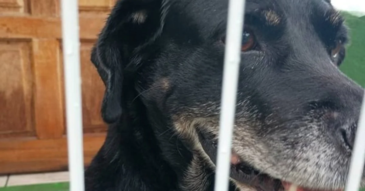 Marlon busca um novo lar em Jundiaí: Adoção responsável urgente!