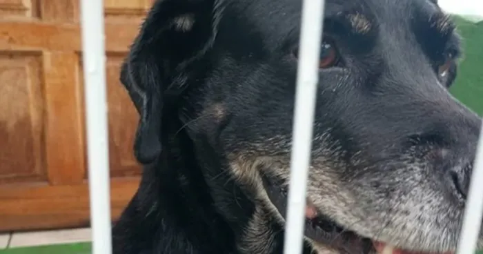 Marlon busca um novo lar em Jundiaí: Adoção responsável urgente!