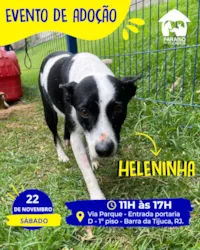 Evento de Adoção - Paraíso dos Focinhos