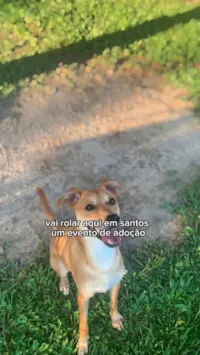 Participe da feira de adoção de cães adultos neste sábado em Santos e ajude a encontrar um lar para esses animais incríveis. Adote e transforme uma vida!