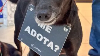 Campanha de Adoção no Sam´s Club Maceió: Dê um Lar a um Pet Resgatado!