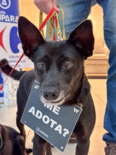Carrefour Recife Realiza Campanha de Adoção de Pets Resgatados