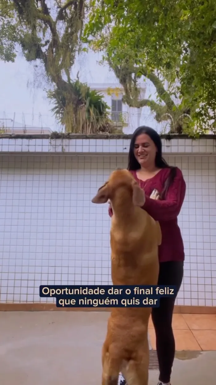 Evento de Adoção de Cães Adultos no Instituto Eliseu