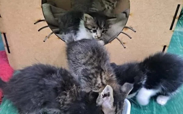 Valinhos realiza força-tarefa de adoção de animais com campanha natalina