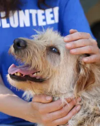 19ª Feira de Adoção de Animais em Araucária