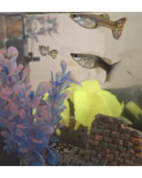 Adote cães, gatos e outros animais. Encontre seu novo companheiro e dê um lar amoroso. Conecte-se a animais incríveis em busca de uma segunda chance.