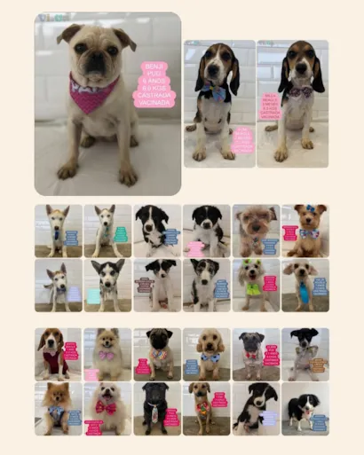 Venha conhecer e adotar um cão ou gato no VI.CA! Encontre seu novo amigo com taxas de adoção que incluem vacinas e exames. Saiba mais!