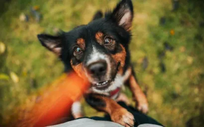 Sábado Animal: Feira de Adoção e Arrecadação de Ração