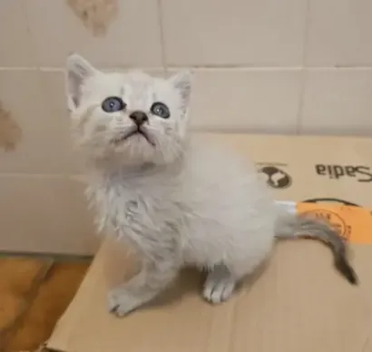 Pérola, uma filhotinha charmosa de 50 dias, está disponível para adoção responsável. Encontre seu novo lar seguro e cheio de amor.