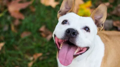 Jundiaí recebe a 3ª edição do "Cãonabis é Medicinal", evento gratuito sobre terapias para pets, com feira de adoção, flash tattoo e podcast.