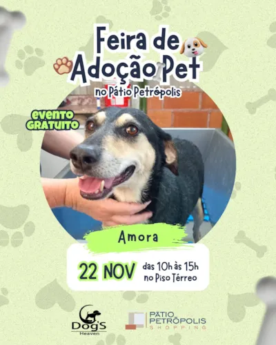 Feira de Adoção Pet no Pátio Petrópolis