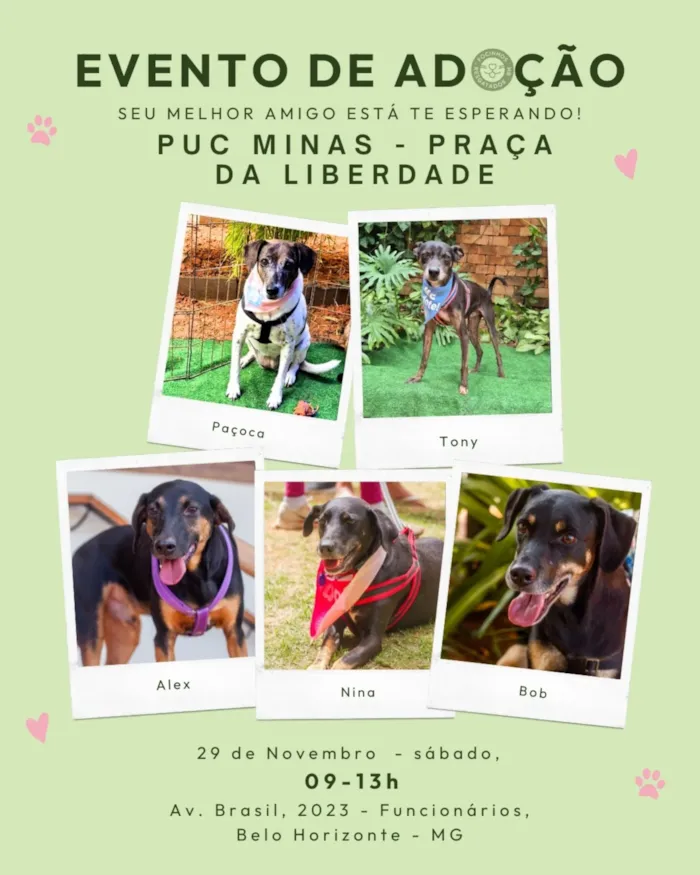Evento de adoção de animais no dia 29 de Novembro, das 09h às 13h, na PUC Minas Praça da Liberdade, Belo Horizonte. Adote seu novo amigo!