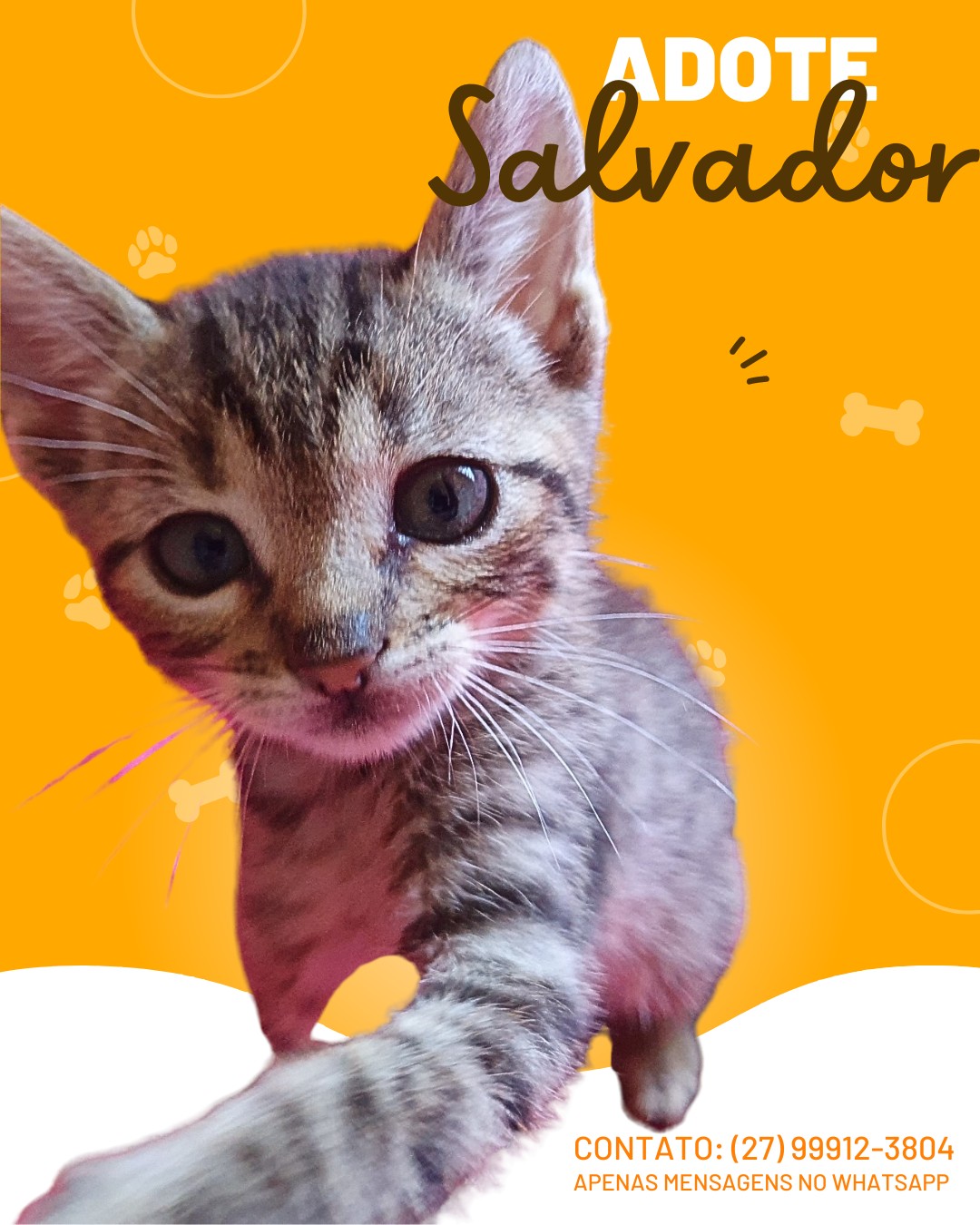 Adote Salvador, um gatinho trigrado de 3 meses com personalidade doce e brincalhona. Requisito: lar telado/gradeado. Contato: (27) 99912-3804 (WhatsApp).