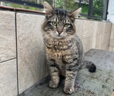 Último evento de adoção do ano do Instituto Caramelo em São Bernardo do Campo (SP) no dia 29 de novembro. Cerca de 50 cães e gatos para adoção responsável.