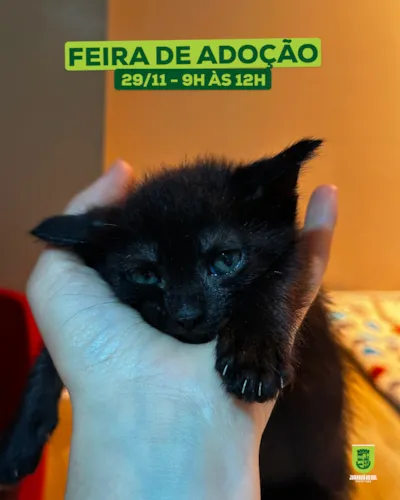 Feira de Adoção de cães e gatos em Jaraguá do Sul, dia 29/11, das 9h às 12h, na Praça Ângelo Piazera. Animais vacinados, chipados e castrados.