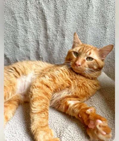 Adote um amigo: Conheça 16 pets encantadores disponíveis para adoção em Jaraguá do Sul