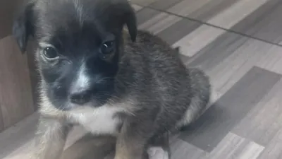 Participe do MiauDote em Goiânia no dia 29/11/2025, uma feira de adoção responsável com 38 cães e gatos. Saiba mais e adote seu novo amigo!