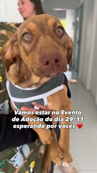 Participe do Evento de Adoção SOS 4 Patas Paraná em 29/11. Encontre seu novo amigo peludo! Critérios de adoção e informações no evento.