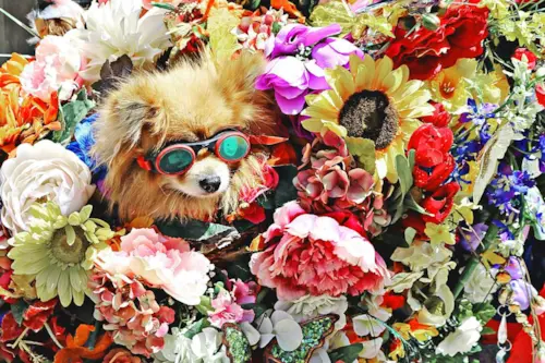 Floral para Cachorros: Ciência, Emoção e Cura Natural