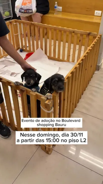 Participe do evento de adoção da ONG Arca da Fé no Boulevard Shopping Bauru neste domingo, dia 30/11, a partir das 15h. Adote um amigo!