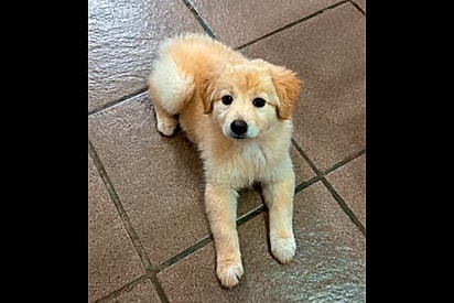 20 cães resgatados pela protetora "Nani" buscam um novo lar em Passo Fundo/RS. Saiba como ajudar e participe do evento beneficente "Pedal mais Corrida Solidária"!