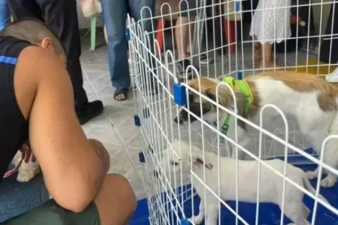 Feira de Adoção de Animais em Cabo Frio