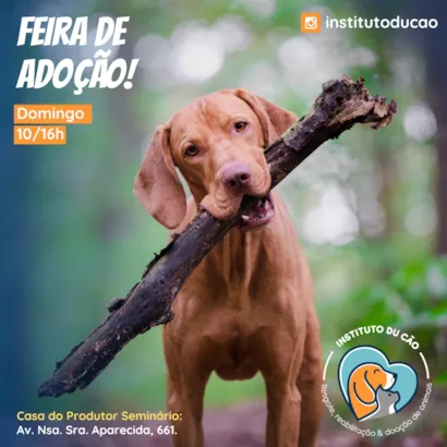 Feira de Adoção Du Cão