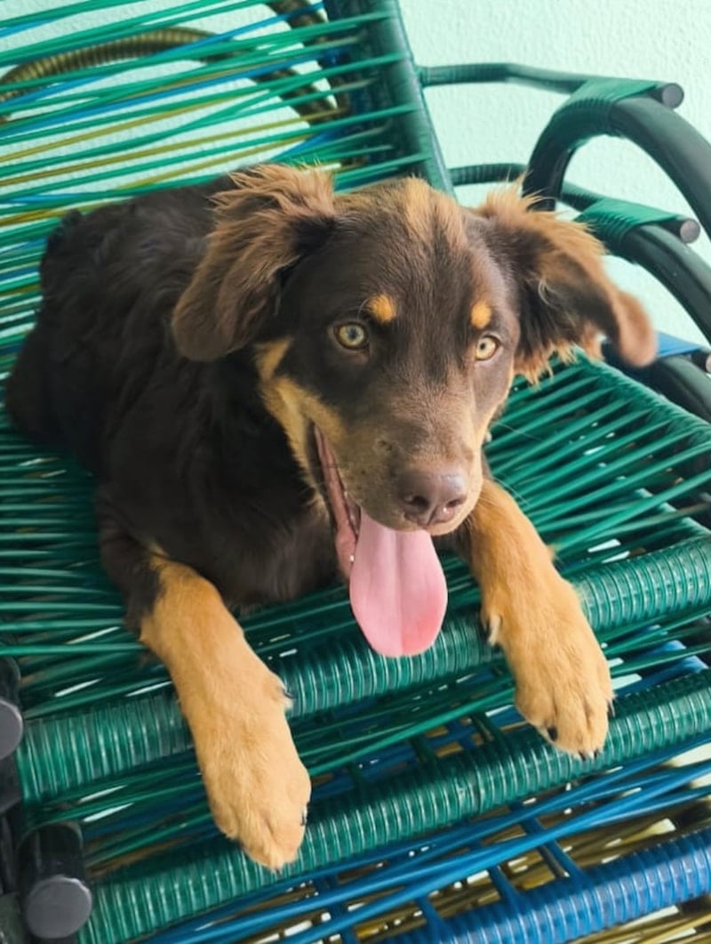 Evento de adoção da Cacau, uma filhote de 6 meses castrada e vacinada. O evento acontece amanhã no Kartódromo do Parque Taquaral a partir das 9h. Saiba mais!
