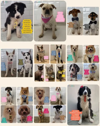 Adote ViCa: Encontre Seu Novo Amigo Peludo!