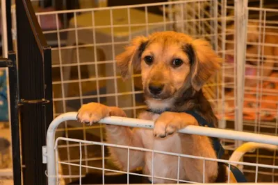 Feira de adoção animal promovida pela OAB Santo André com apoio da ESPA em 6 de dezembro, das 10h, na sede da OAB. Doe ração e itens para pets.
