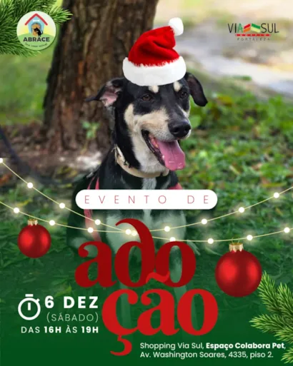 Participe do evento de adoção de cães e gatos da ONG Abrace em Fortaleza no dia 06 de Dezembro de 2025. Encontre seu novo amigo!