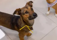 Participe da Feira de Adoção Pet em Blumenau nos dias 13 e 14 de dezembro na Cobasi. Adote um cão ou gato resgatado e transforme vidas.