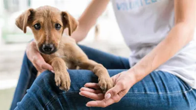 Alegre: Feira de Adoção de Cães Busca Novas Famílias