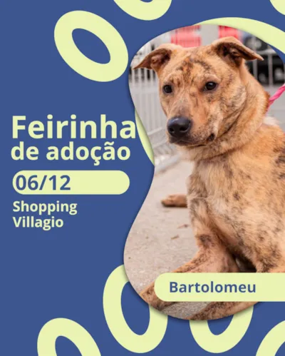 Feirinha de adoção de animais no Shopping Villagio em 06/12, das 15h às 18h. Requisitos para adoção e lista de doações.