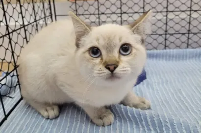Feira de Adoção Pet no Itaquá Park Shopping em Itaquaquecetuba. Encontre cães e gatos vermifugados e vacinados para adoção. Saiba mais!