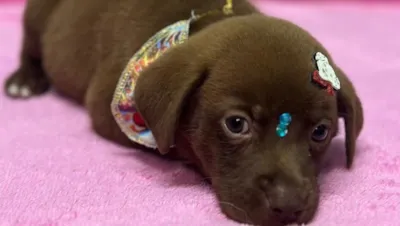 MEGA BAZAR SOLIDÁRIO E FEIRINHA DE ADOÇÃO DA ONG AMIGOS PRA CACHORRO