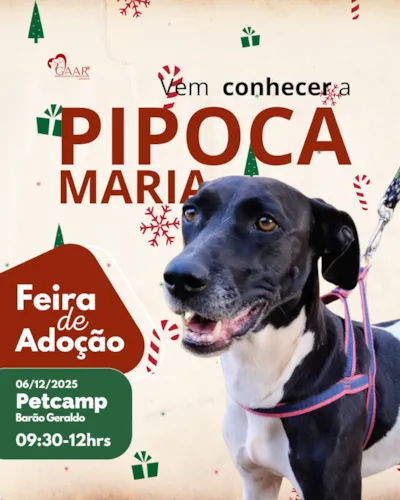 Feira de Adoção Natalina em Campinas neste sábado, 06 de dezembro de 2025, das 09h30 às 12h no Petcamp Barão Geraldo. Adote um amigo!