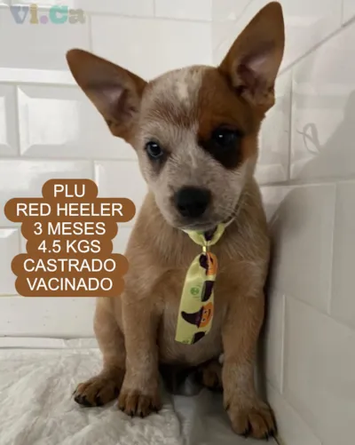 Adote o Plu! Um filhote de Red Heeler pronto para ganhar um lar.