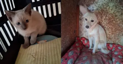 Participe da 3ª Feirinha de Adoção em Ibitinga neste sábado! Ajude animais resgatados levando ração e adote um novo amigo. Toda renda beneficia o abrigo Ada Andreoli.